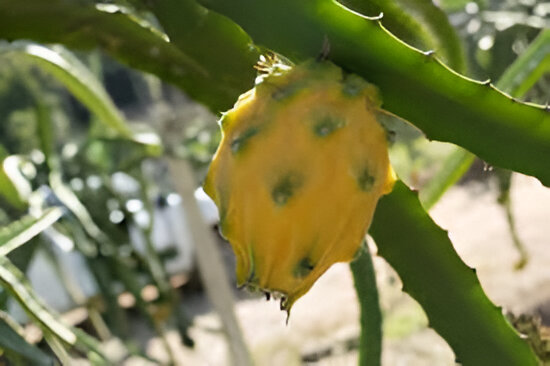 pitahaya